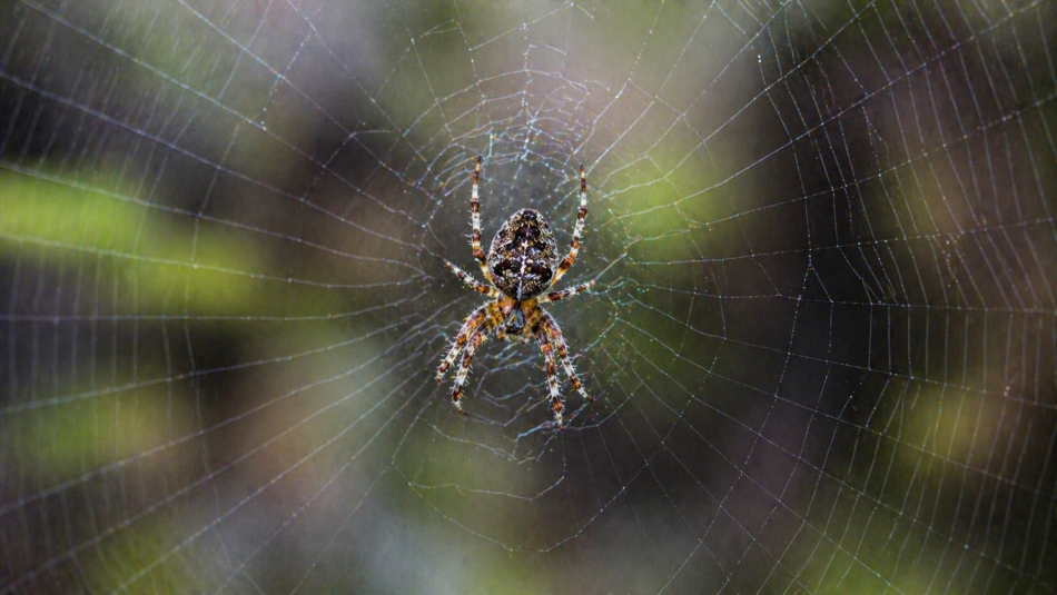 Почему исчезновение пауков и насекомых может привести к экологической катастрофе